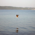 Flying seagull Flying seagull