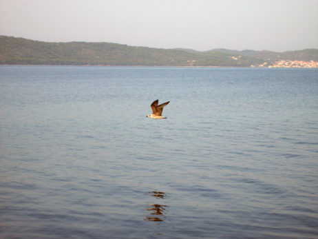 Flying seagull Flying seagull