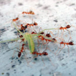 Ants eat the grasshopper Ants eat the grasshopper