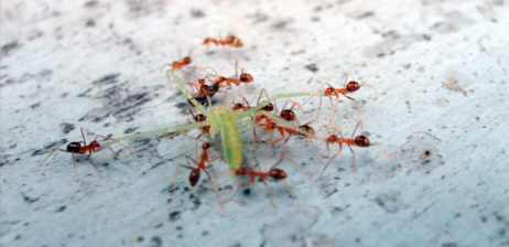 Ants eat the grasshopper Ants eat the grasshopper