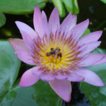 Lotus flower Lotus flower