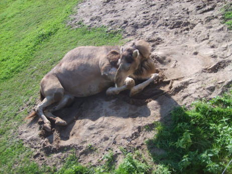 Lying Camel Lying Camel