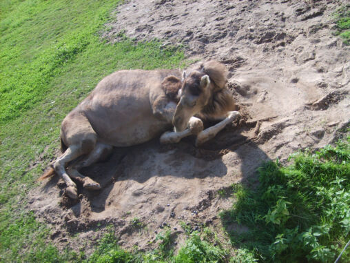 Lying Camel