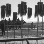 Camel race in Mongolia