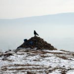 Mongolian ovoo and raven