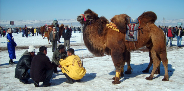 Free photo: Racing camel in Mongolia