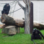 Chimpanzee in Zoo