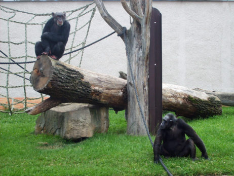 Chimpanzee in Zoo Chimpanzee in Zoo