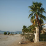 Palm in Croatia