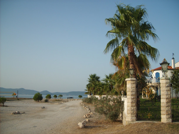 Free photo: Palm in Croatia