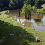 Pelicans in Zoo