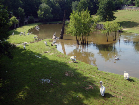 Pelicans in Zoo Pelicans in Zoo