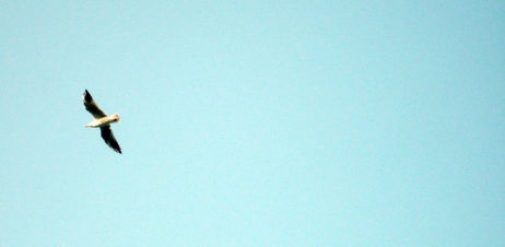 Seagull flying in the sky. Seagull flying in the sky.