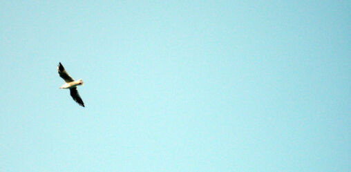 Seagull flying in the sky.