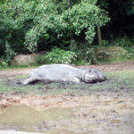 Sleeping hippo in Zoo