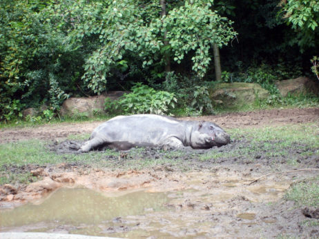Sleeping hippo in Zoo Sleeping hippo in Zoo
