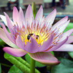 Lotus flower Lotus flower