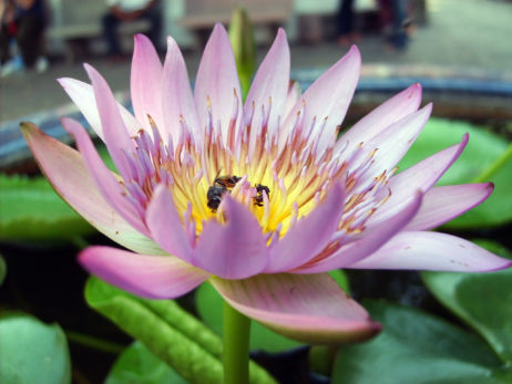 Lotus flower Lotus flower