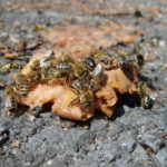 Bees eating an apple.