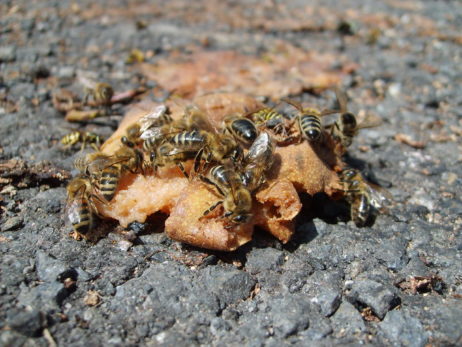 Bees eating an apple Bees eating an apple