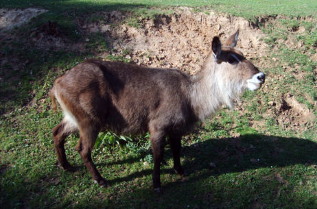 Waterbuck Antelope Waterbuck Antelope