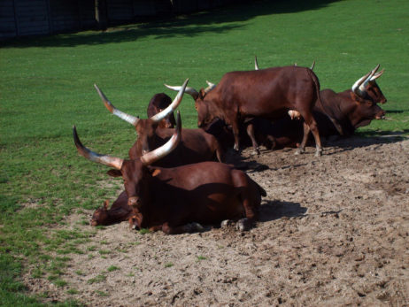 Ankole-Watusi Cattle Ankole-Watusi Cattle