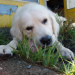 White dog eats bone White dog eats