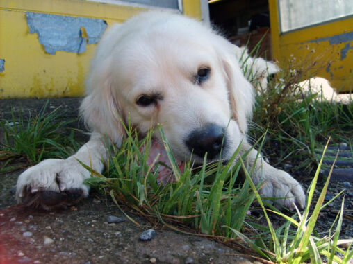 White dog eats bone
