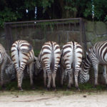 Zebras butts