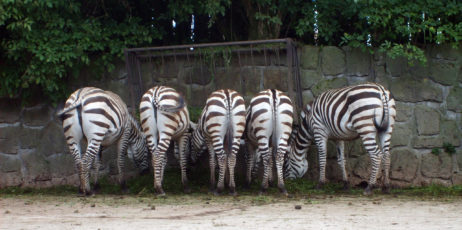 Zebras butts Zebras butts