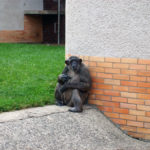 Chimpanzee in ZOO