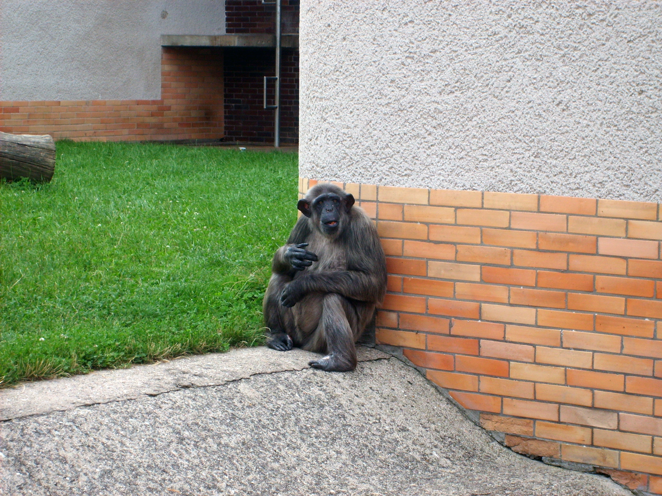 Chimpanzee In ZOO Free Images For Commercial Use