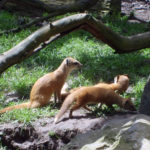 ZOO Dvůr Králové