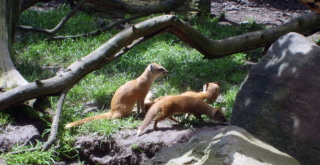 Animals in ZOO Animals in ZOO