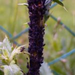 Aphids and ant close up.