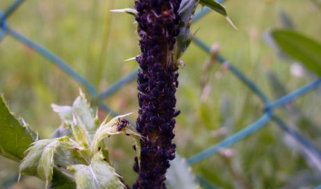 Aphids and ant close up Aphids and ant close up