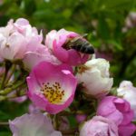Bee on blossom Bee on blossom