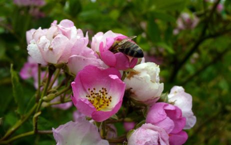 Bee on blossom Bee on blossom