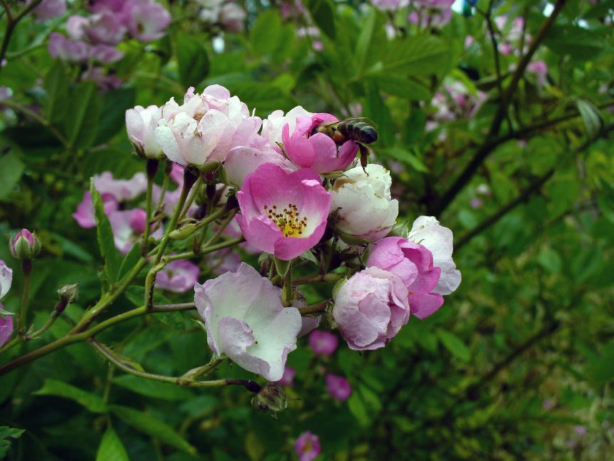 Free photo: Blossom with bee