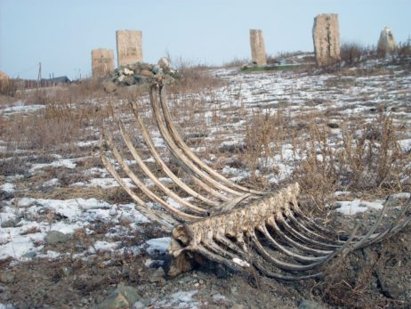 Bones on cemetery Bones on cemetery
