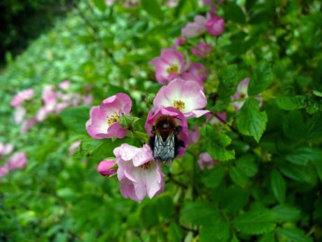 Bumblebee Bumblebee