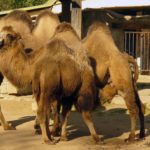 Camels in ZOO