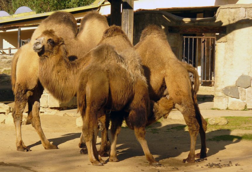 Free photo: Camels in ZOO
