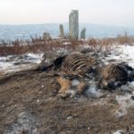 Dead dog Dead dog