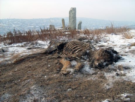 Dead dog Dead dog