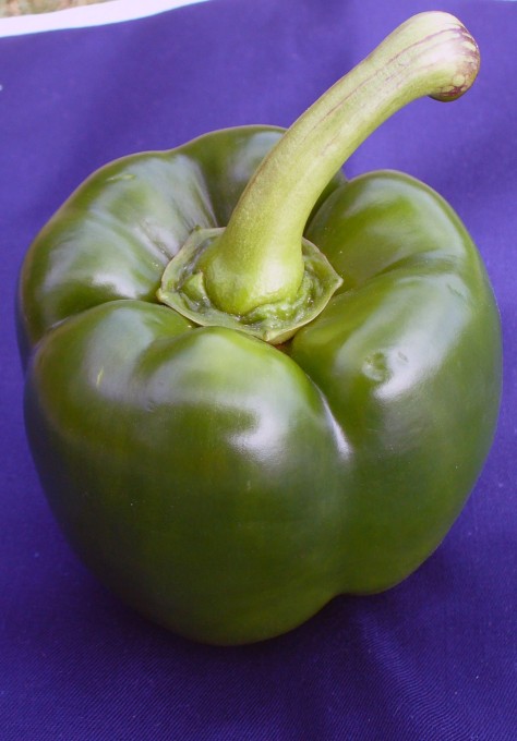 Free photo: Green paprika