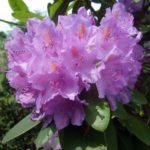 Violet blossoms