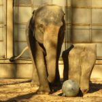 Elephant with iron ball Elephant