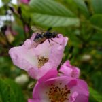 Fly on blossom Fly on blossom