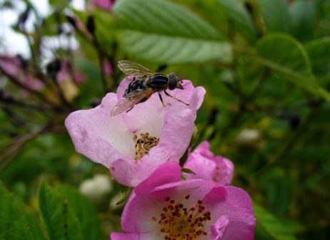 Fly on blossom Fly on blossom